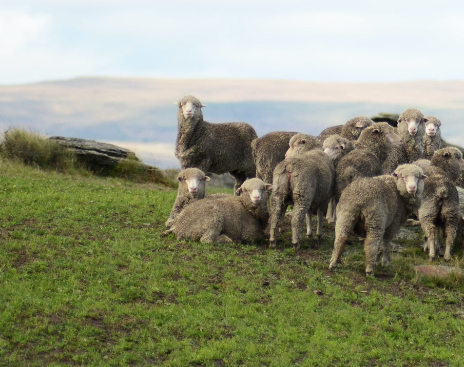 Wee Woollies is proud  to be ZQ Accredited